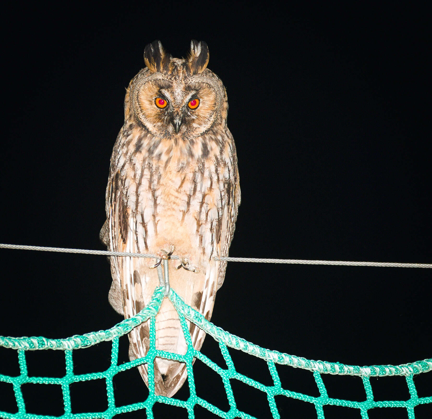 Image of Long-eared Owl