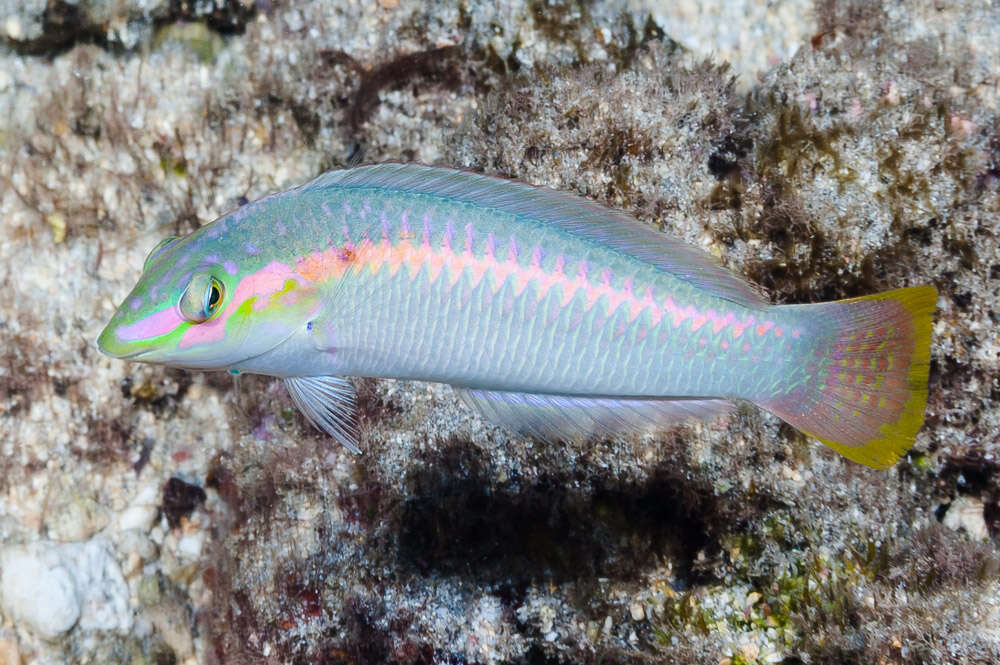 Image of Brownbanded wrasse