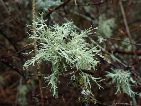 Image of farinose cartilage lichen