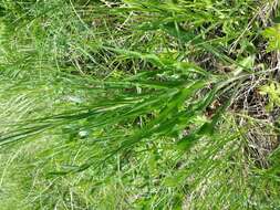 Image of black salsify