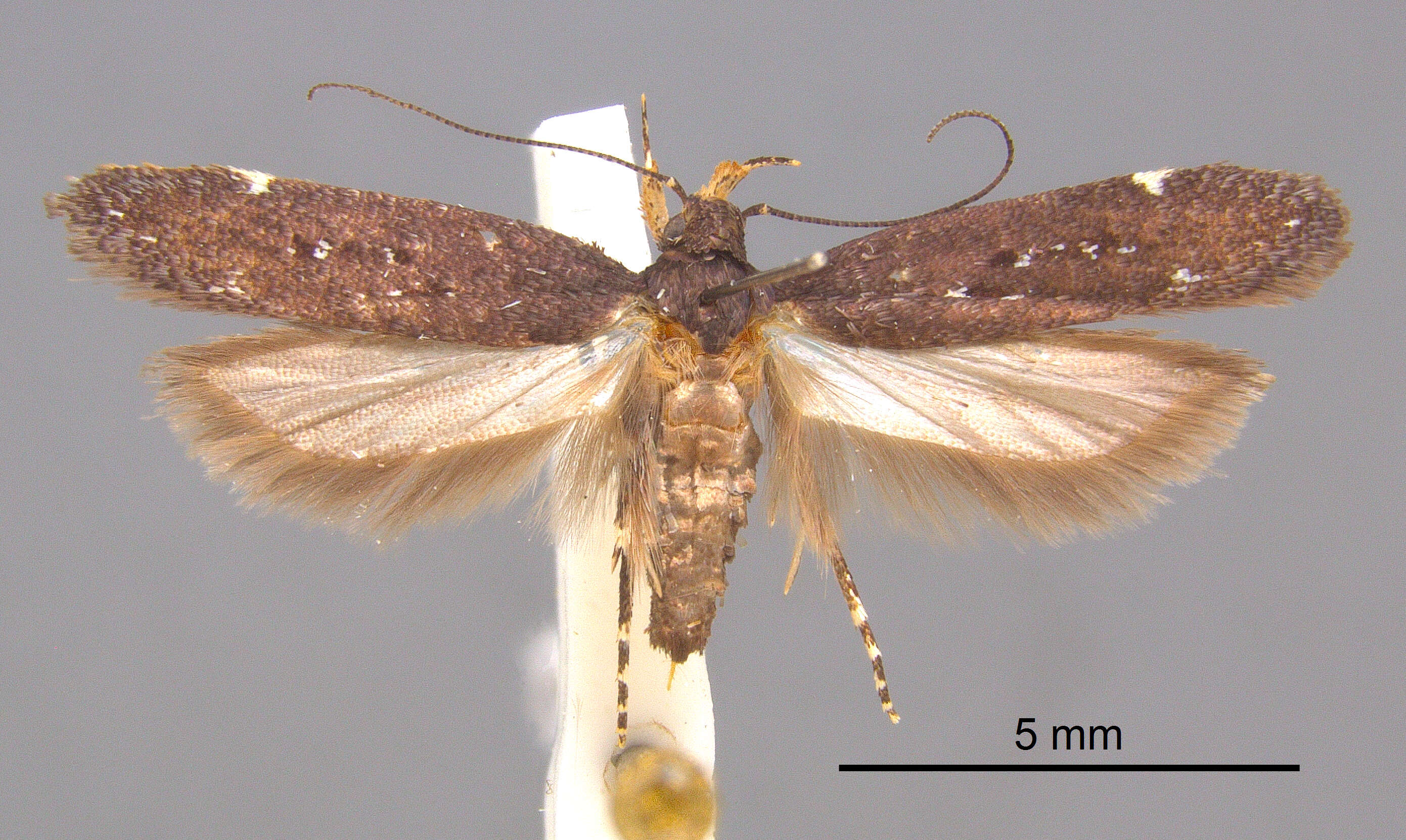 Image of Red-Striped Fireworm Moth