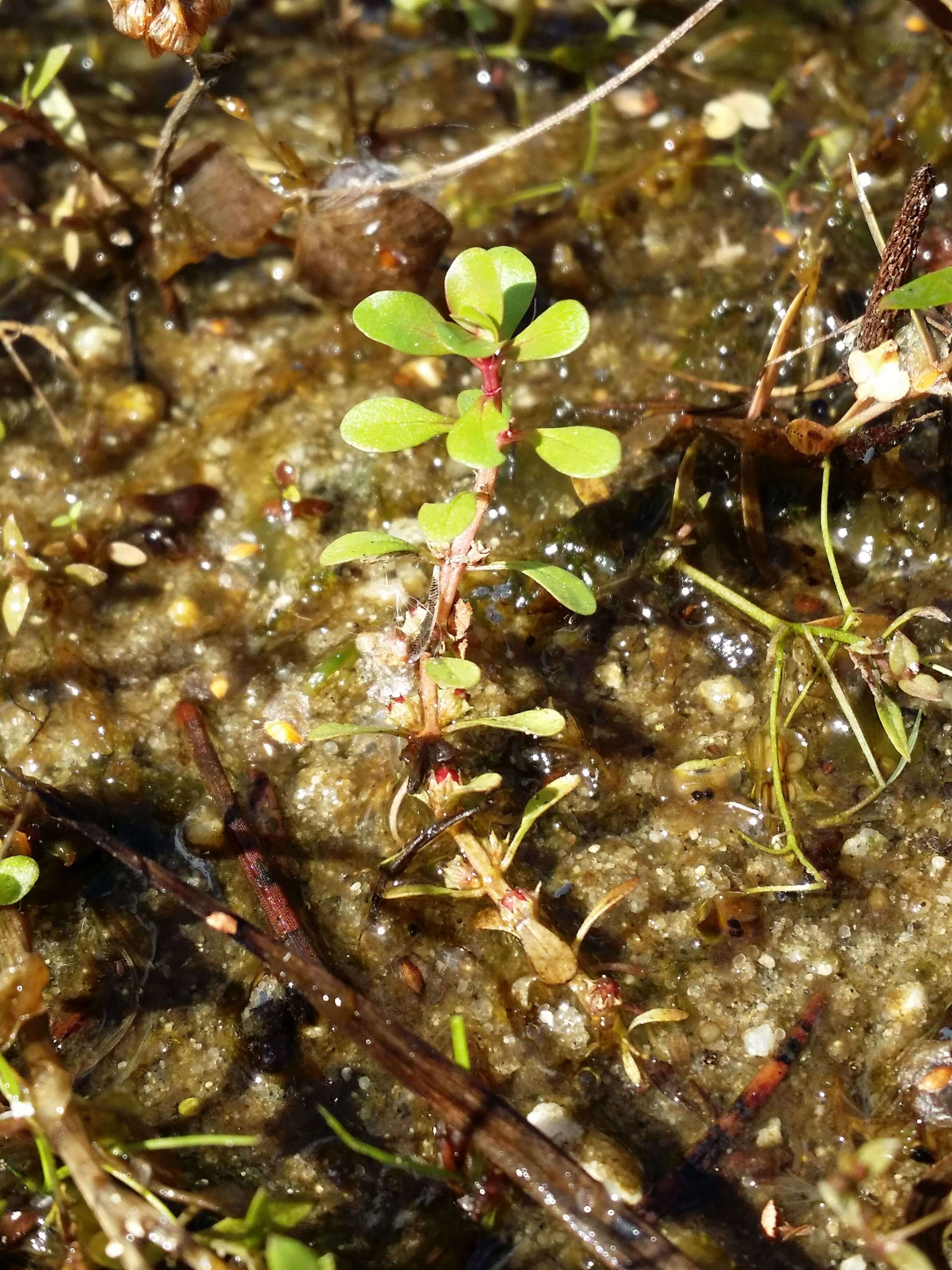 Image de Pourpier des Marais