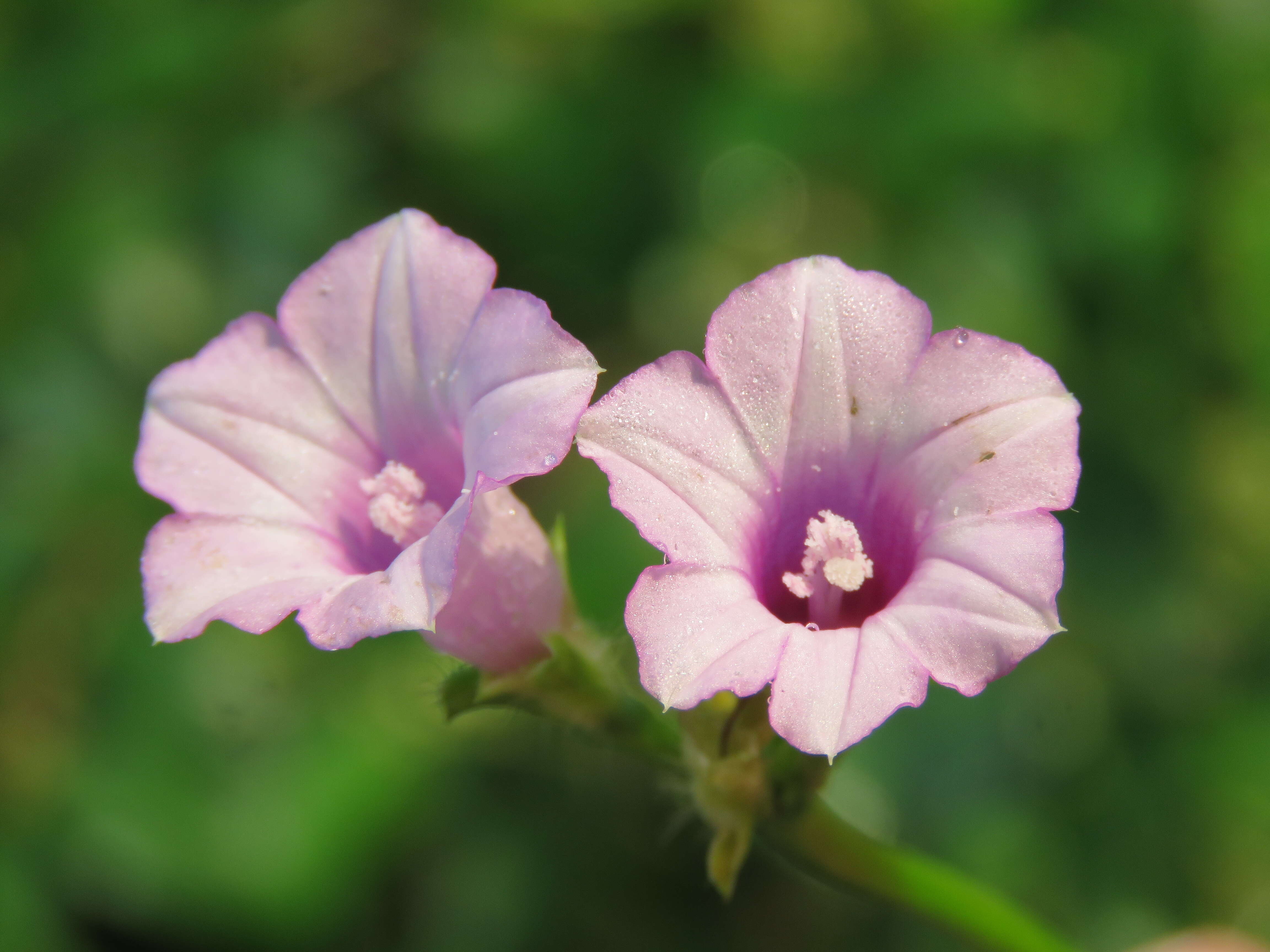 Plancia ëd Ipomoea triloba L.