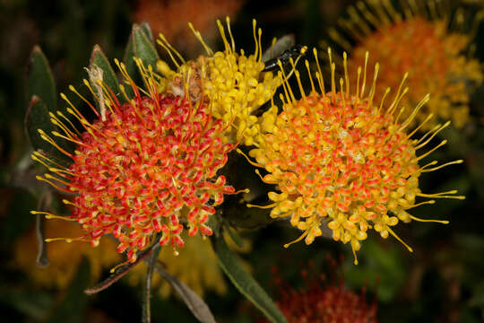 Image of Creeping pincushion