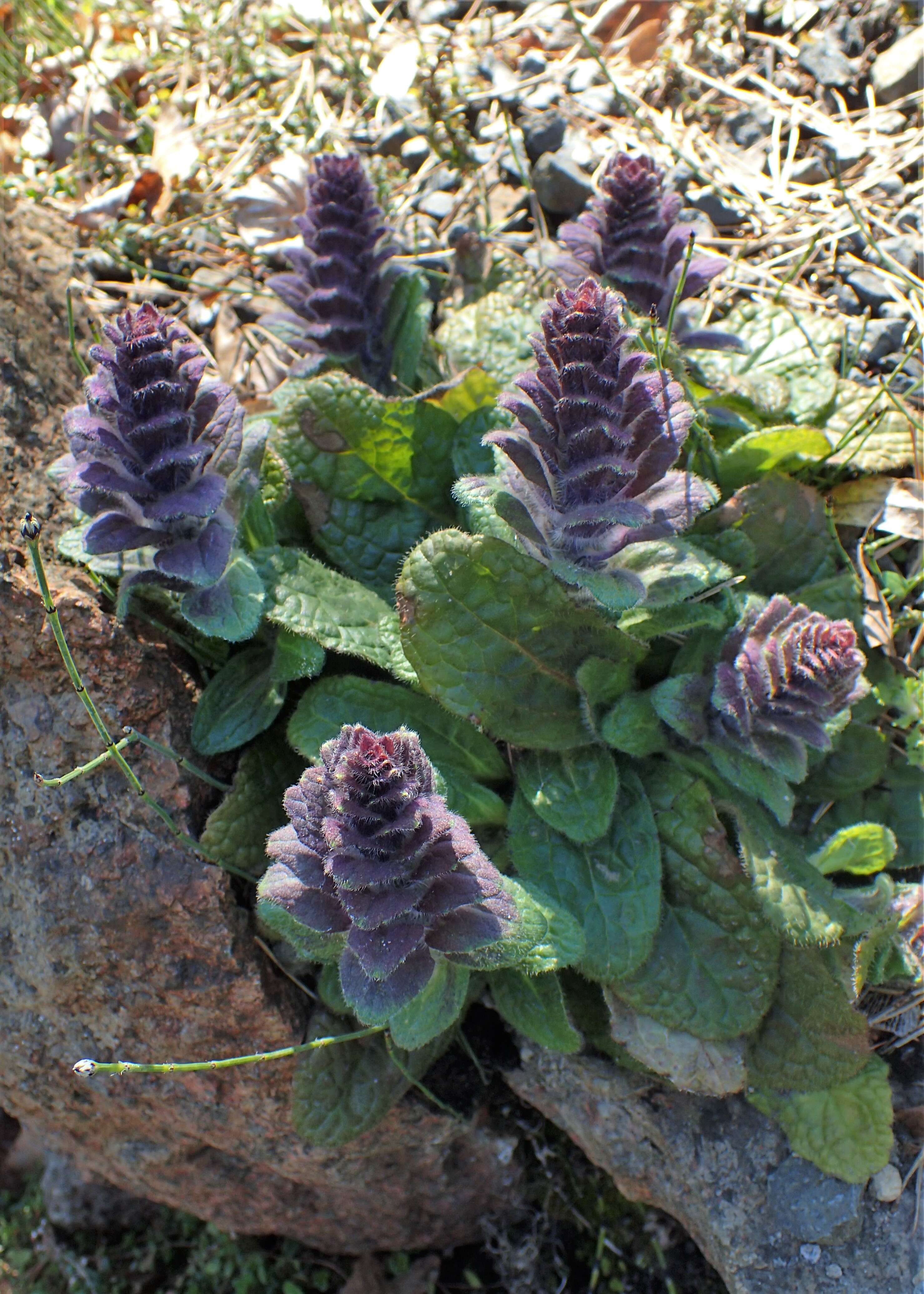 Image of Pyramidal Bugle