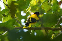 Image of Black-hooded Oriole