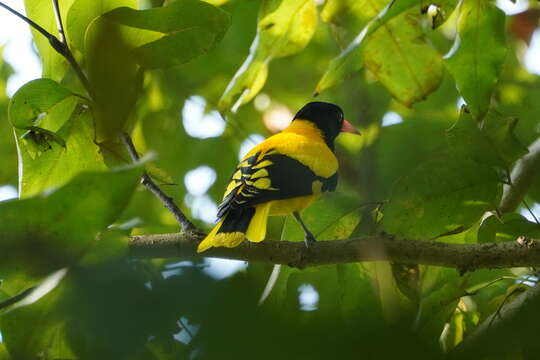 Image of Black-hooded Oriole