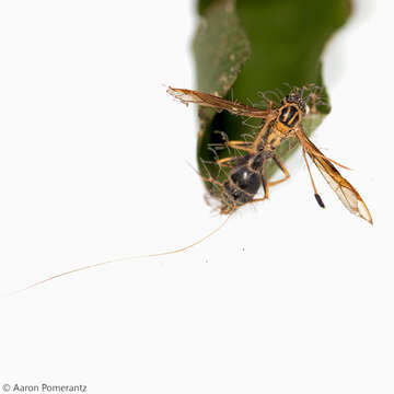 Image of Cordyceps