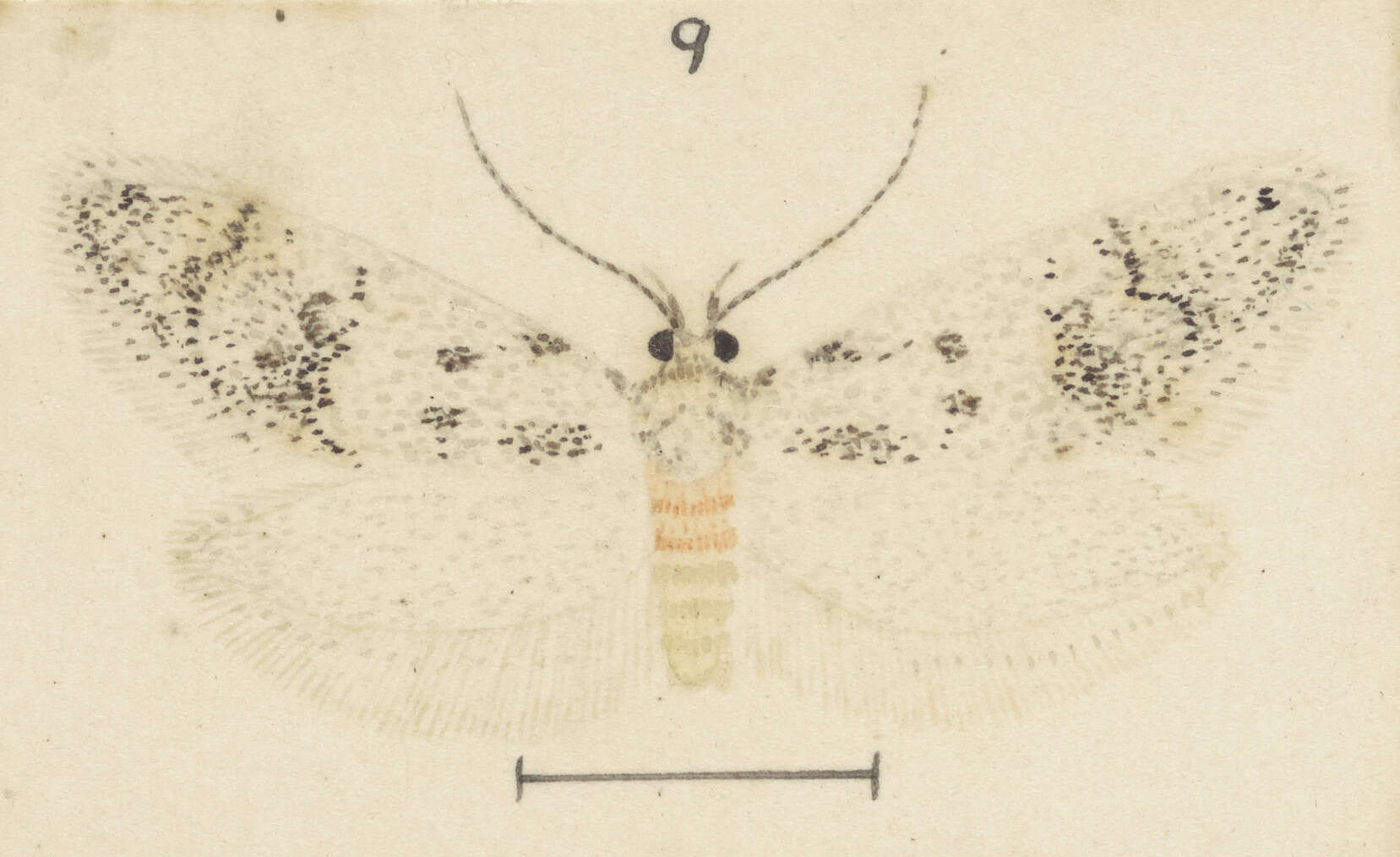 Imagem de Tingena pallidula