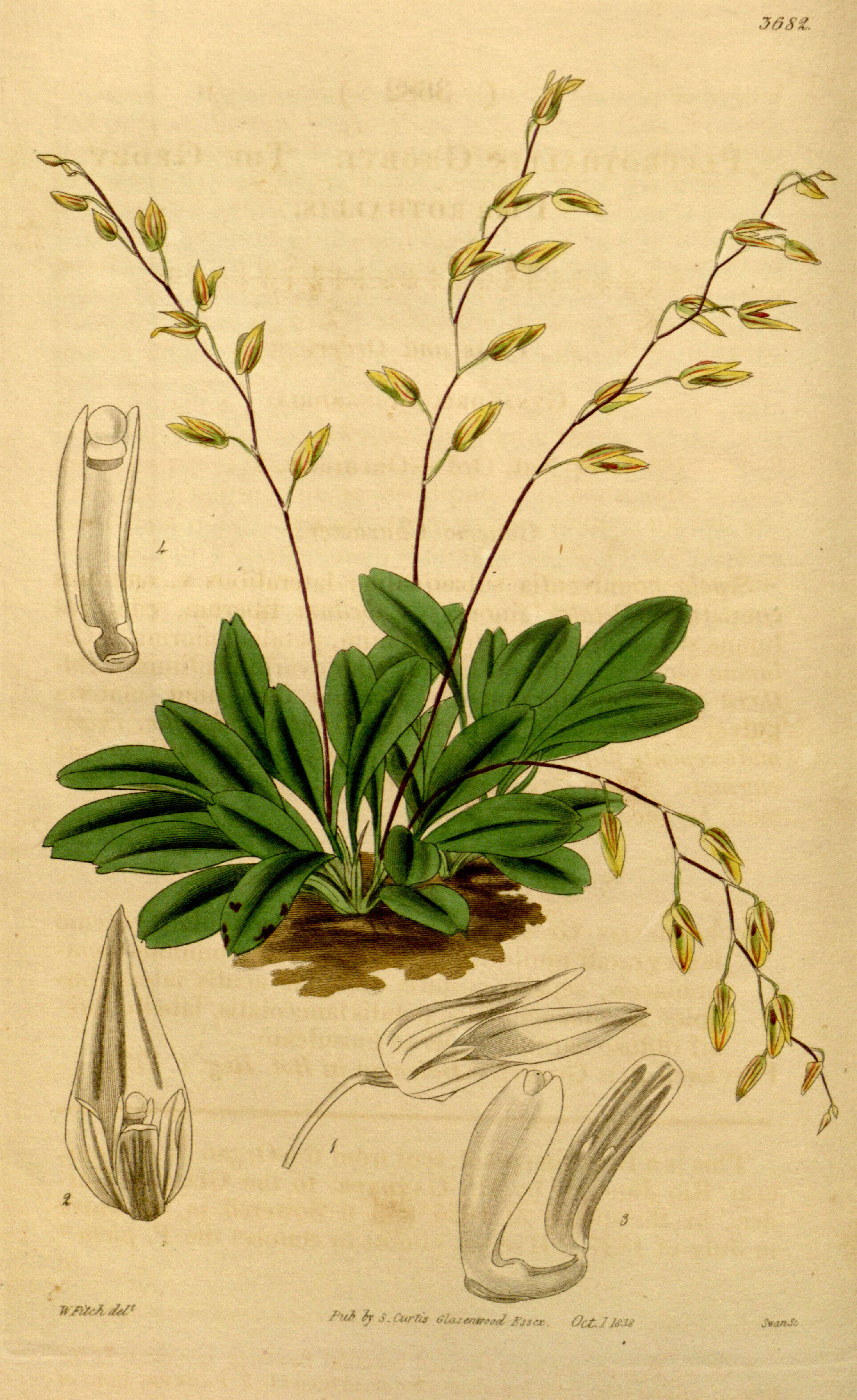 Plancia ëd Specklinia grobyi (Bateman ex Lindl.) F. Barros