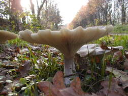 Image of Clitocybe nebularis (Batsch) P. Kumm. 1871