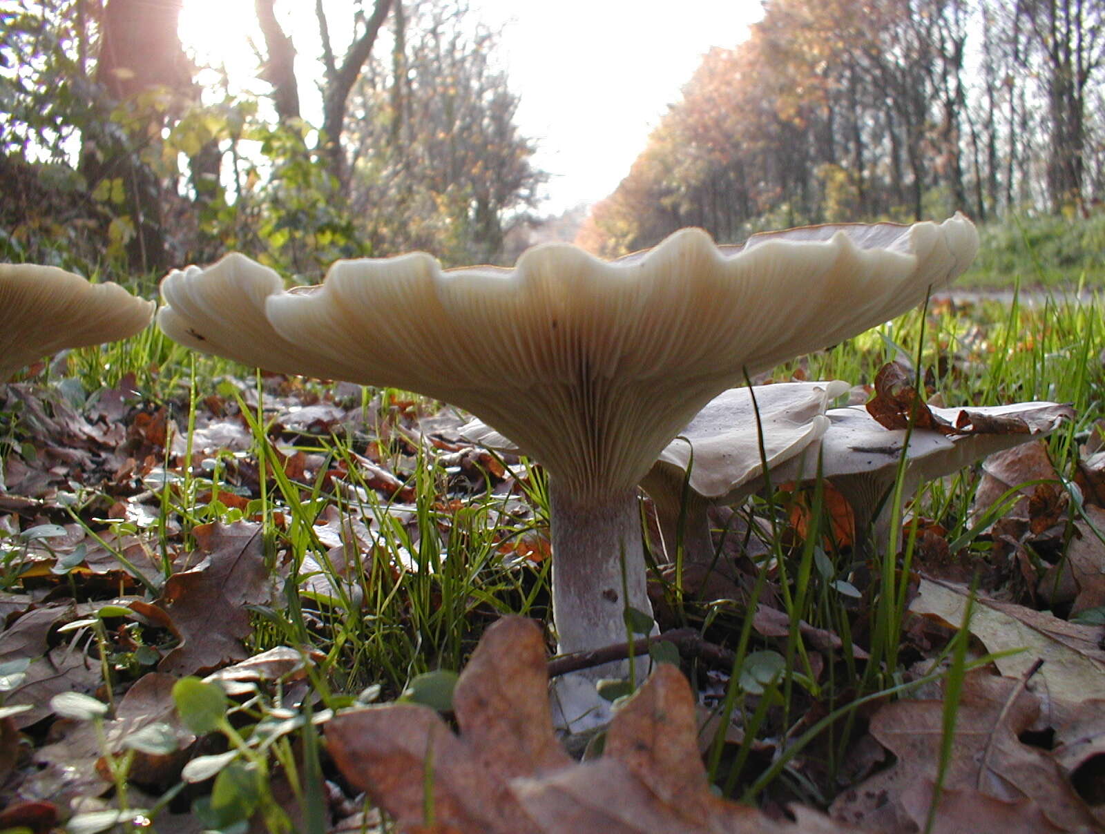 Image of Clitocybe nebularis (Batsch) P. Kumm. 1871