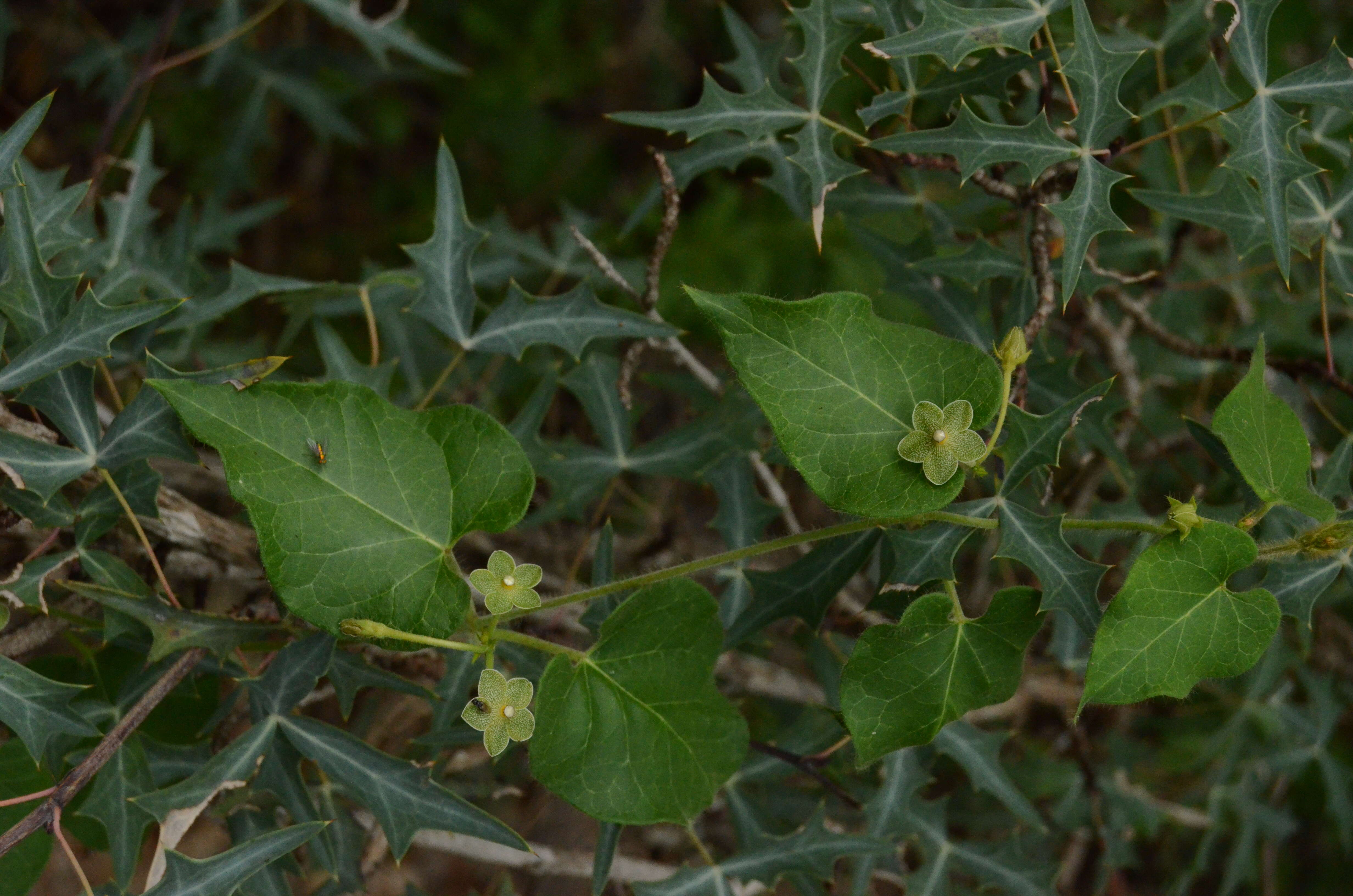 صورة Dictyanthus reticulatus Benth. & Hook. fil. ex Hemsl.