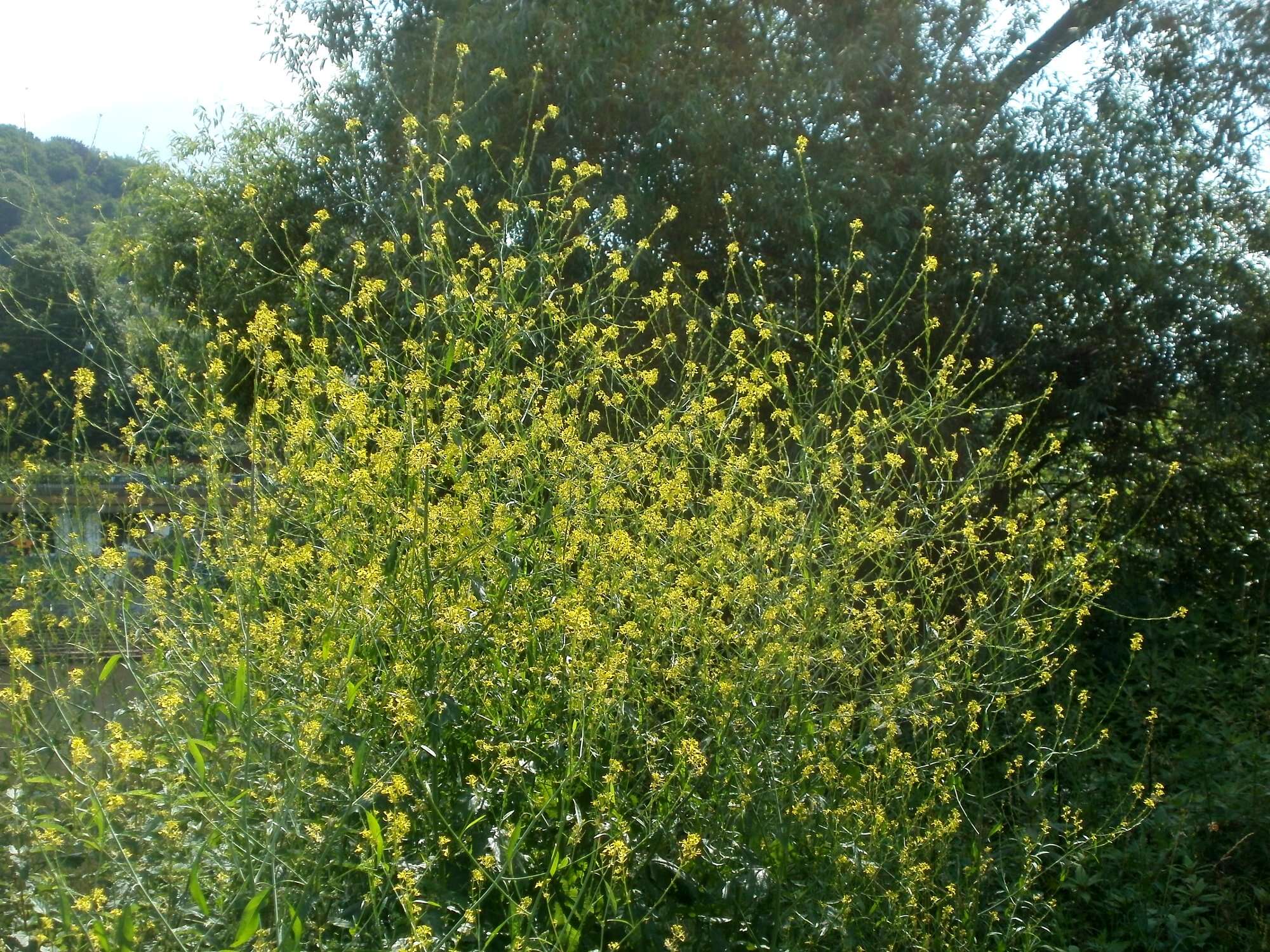 Image of black mustard