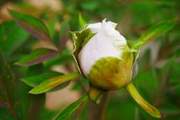 Image of Paeonia rockii (S. G. Haw & Lauener) T. Hong & J. J. Li ex D. Y. Hong