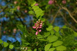 Image of black locust