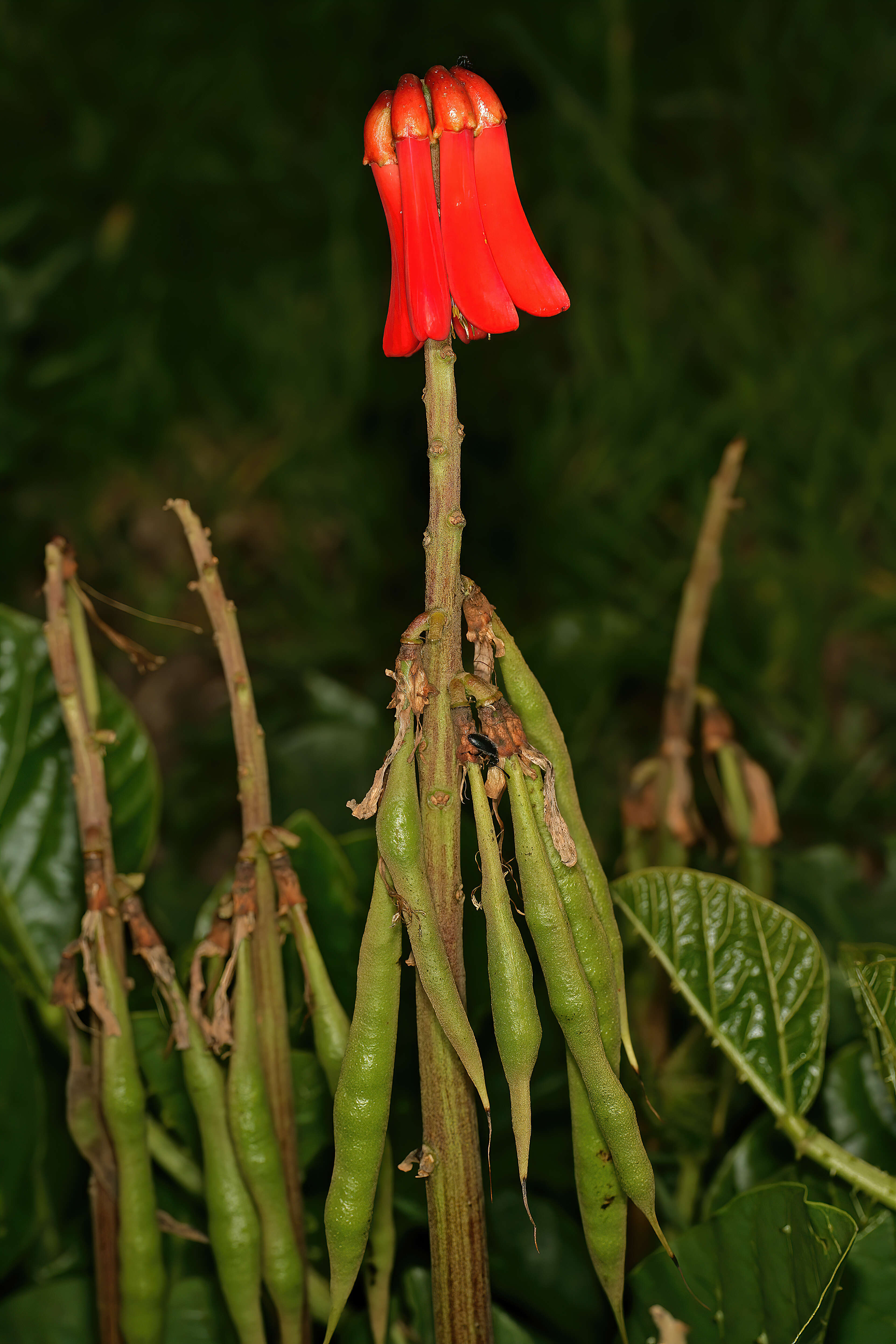 Imagem de Erythrina zeyheri Harv.