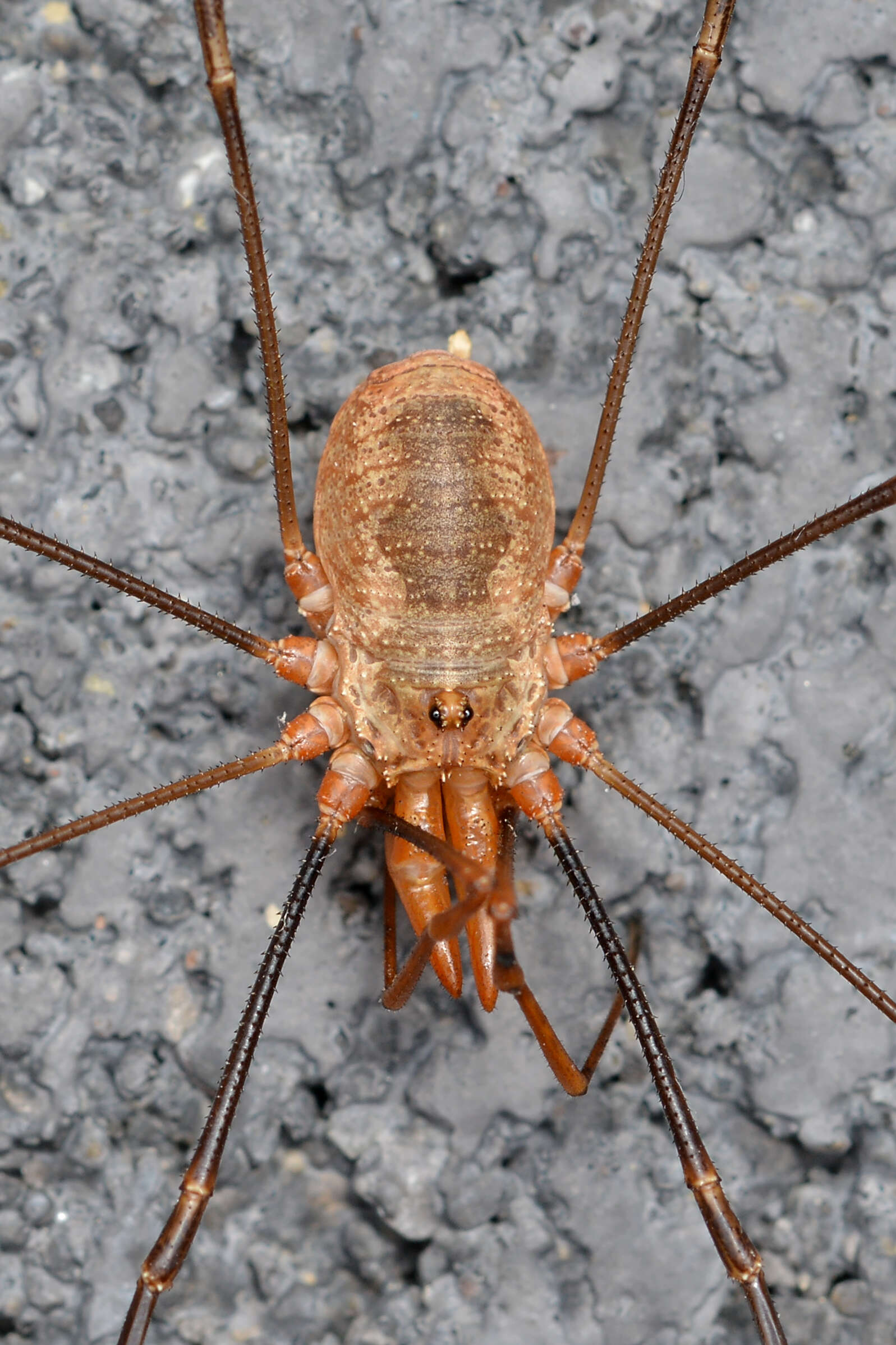 Image of Daddy longleg