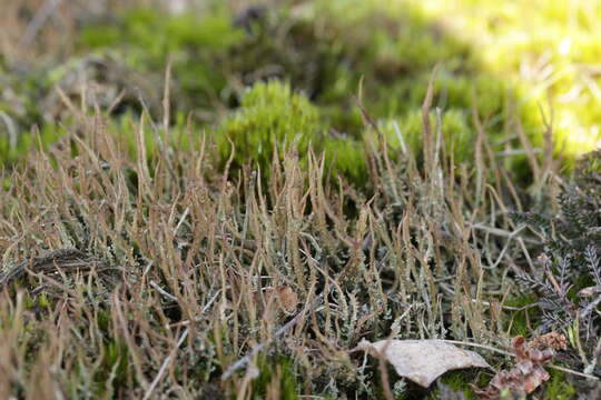 Image of cup lichen