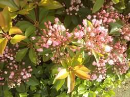 Image of mountain laurel