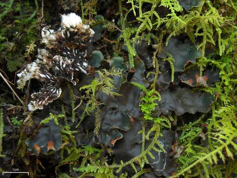 Image of Peltigera neckeri