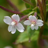 Image of purpleleaf willowherb