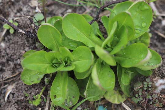 Image of Lewiston cornsalad