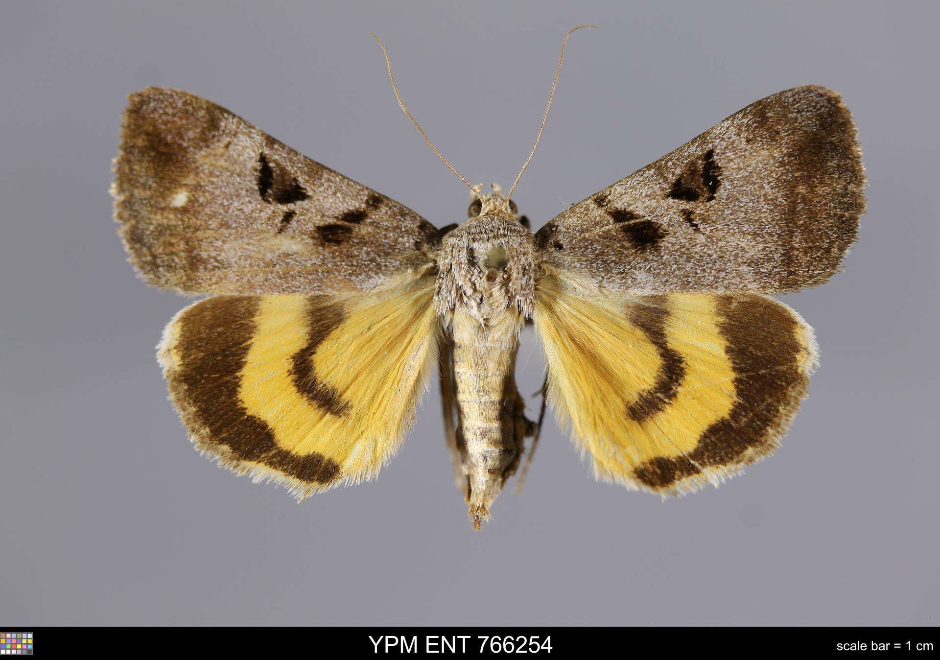 Image of Whitney's Underwing Moth