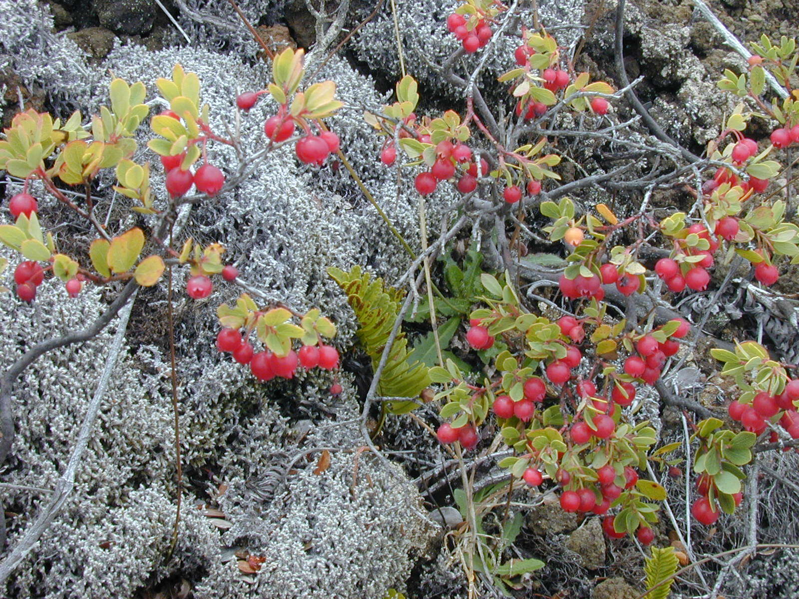 Image de Vaccinium reticulatum Sm.