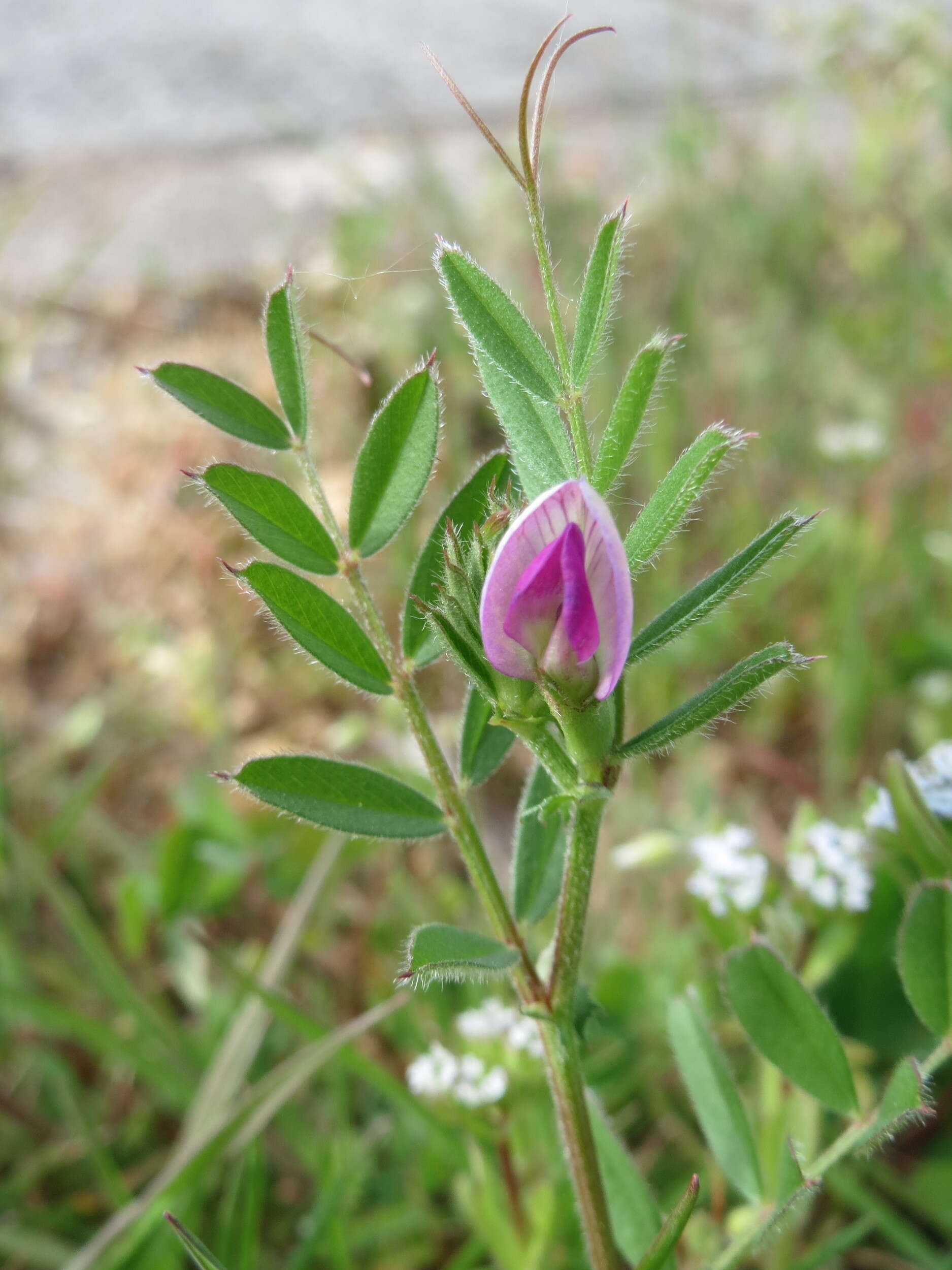 Imagem de Vicia lathyroides L.