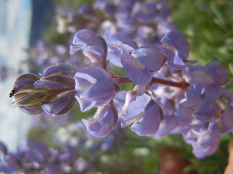 Imagem de Lupinus argenteus Pursh