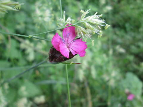 Image of carthusian pink