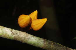 Image of Anaxagorea phaeocarpa Mart.