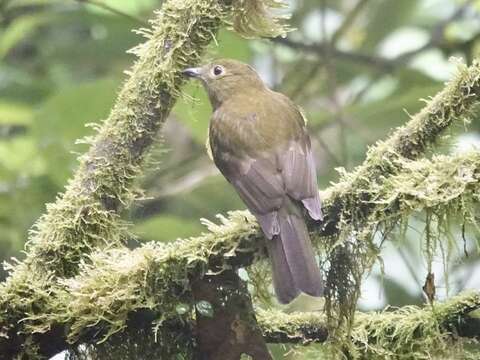 Imagem de Snowornis cryptolophus (Sclater, PL & Salvin 1877)