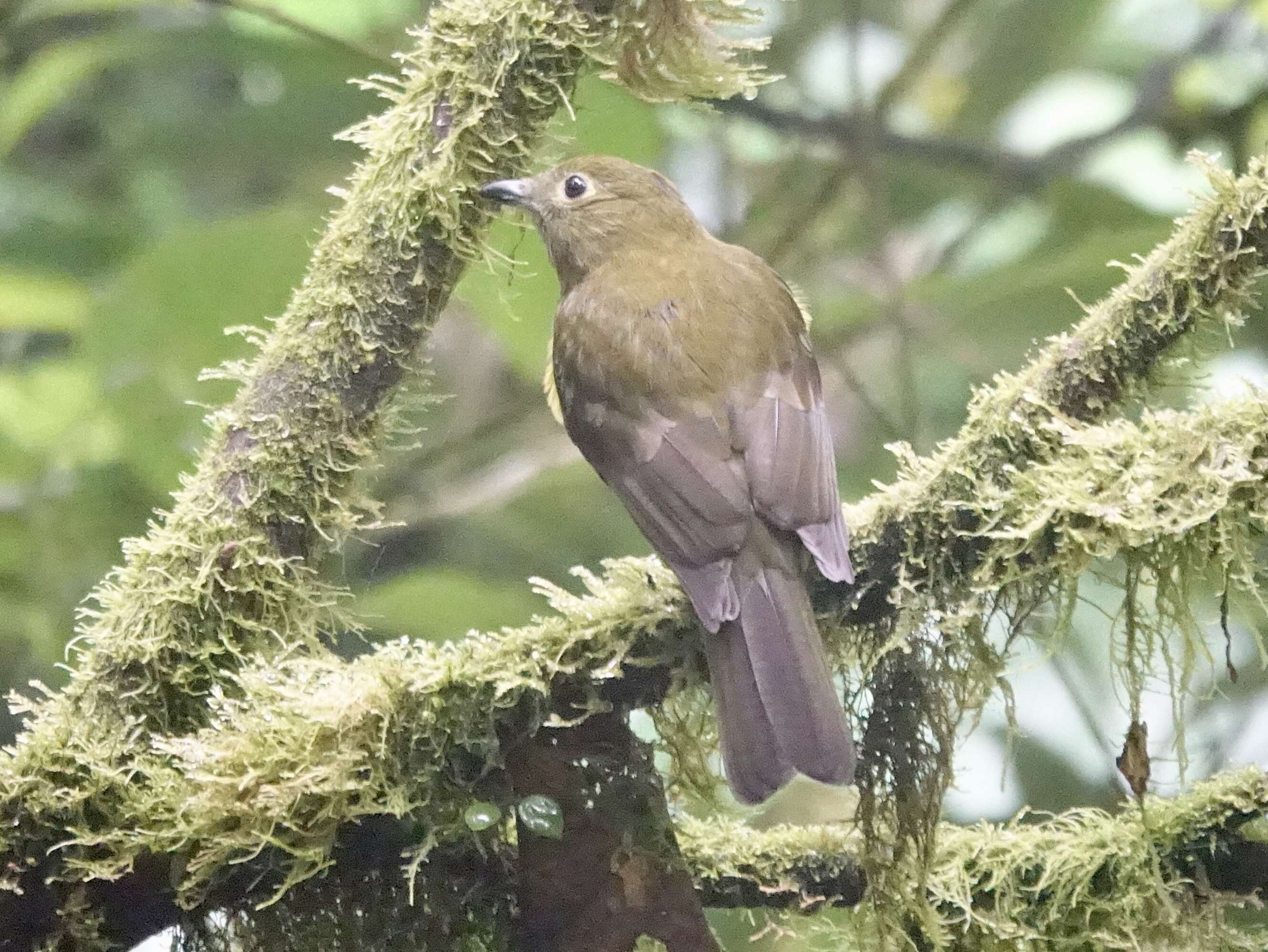 Image of Olivaceous Piha