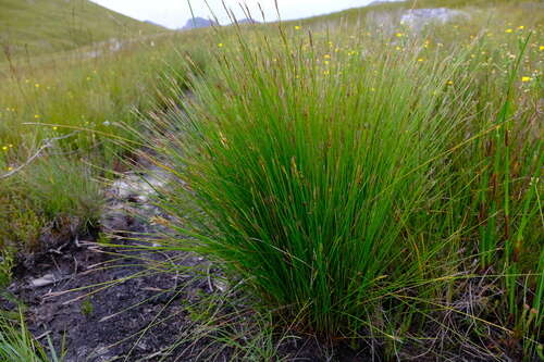 Image of bog-rush