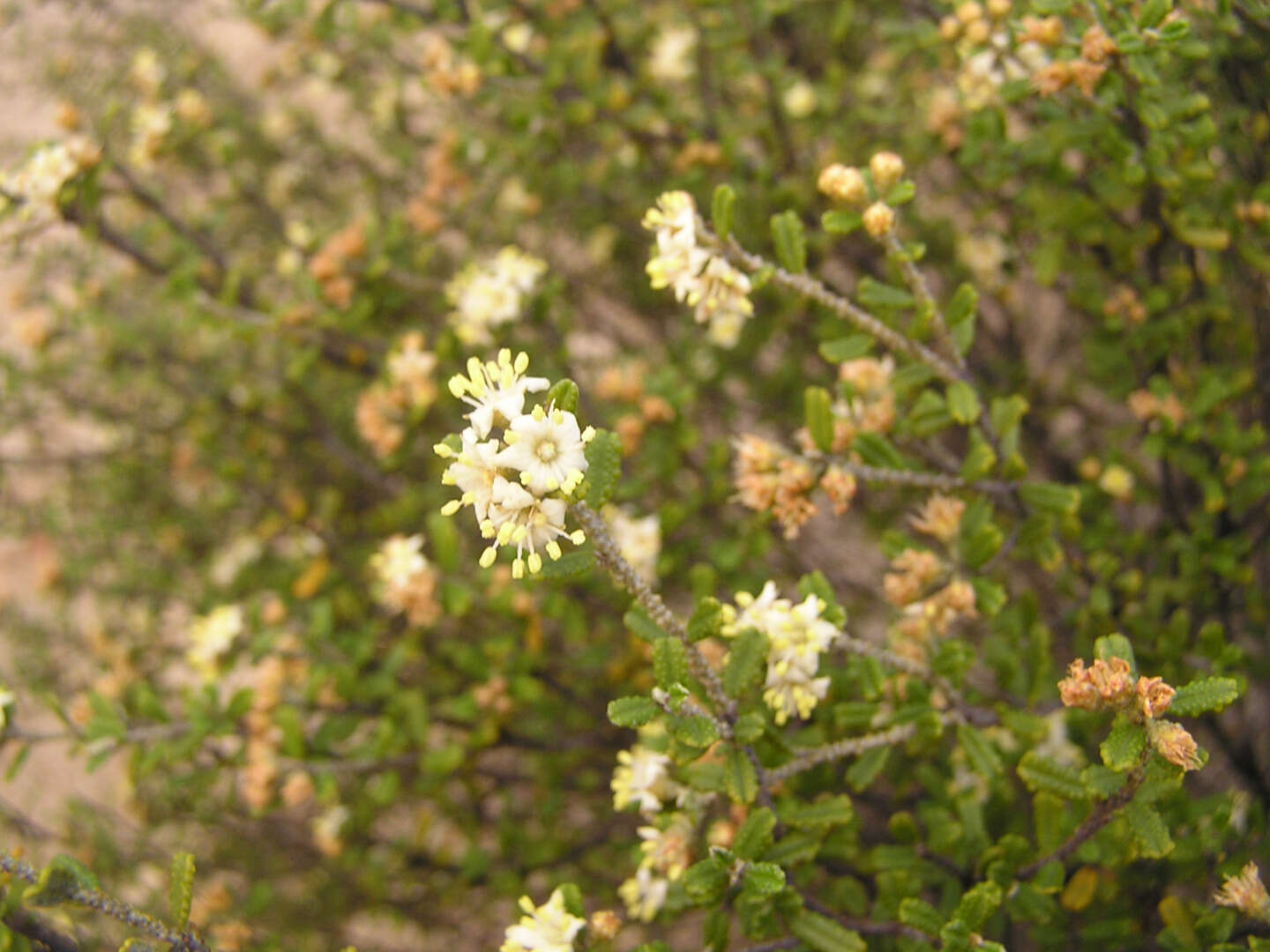 Image of Phebalium megaphyllum (Ewart) Paul G. Wilson