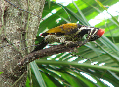 Image of Black-rumped Flameback