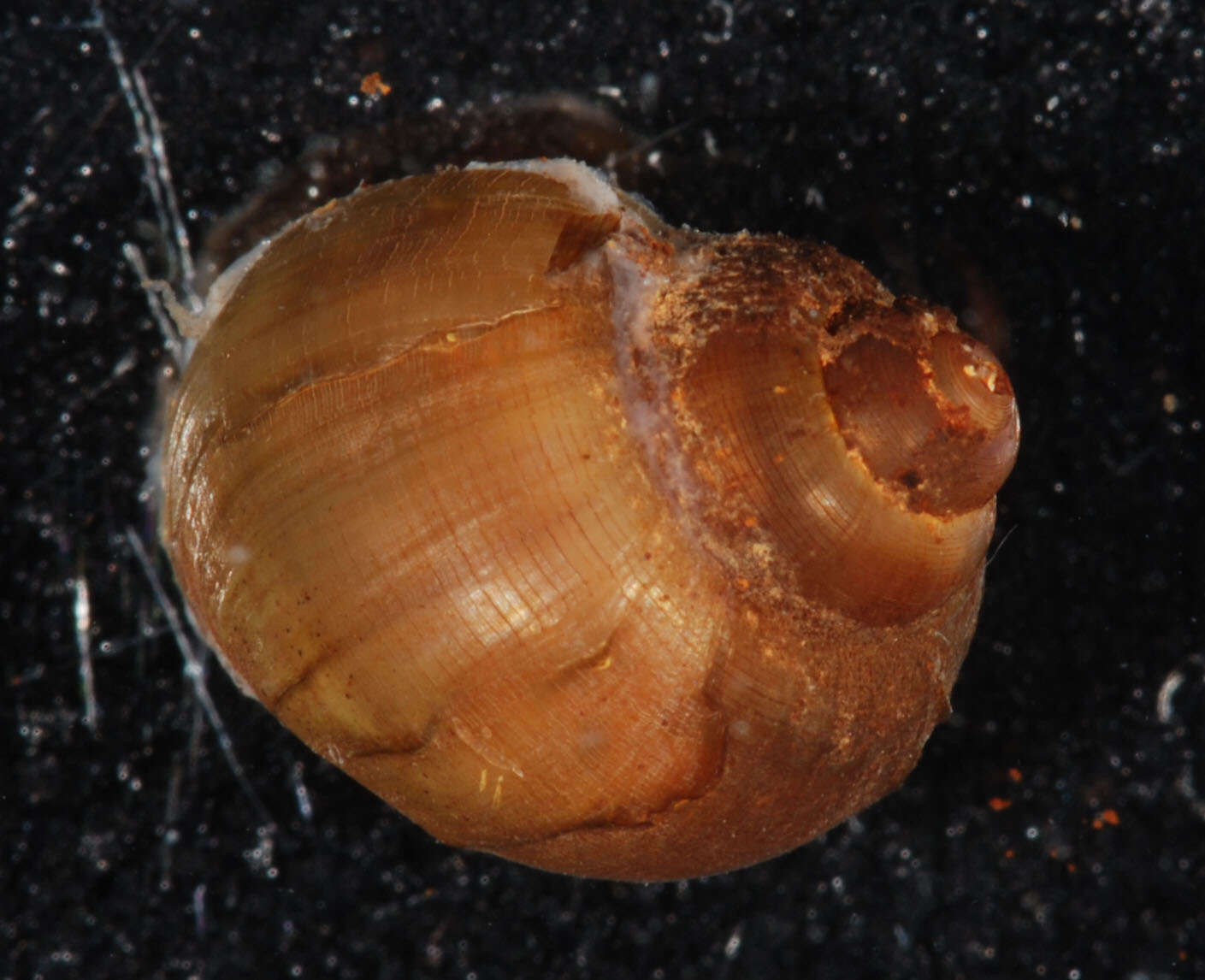 Image of Campeloma decisum (Say 1817)