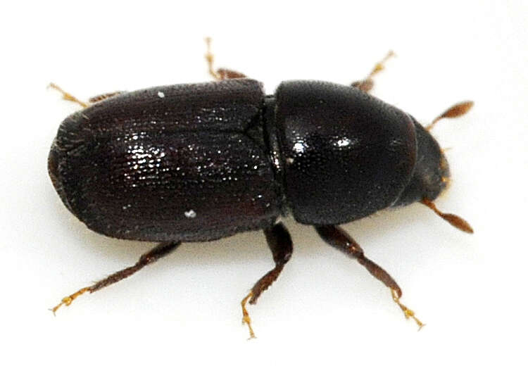 Image of Scolytus