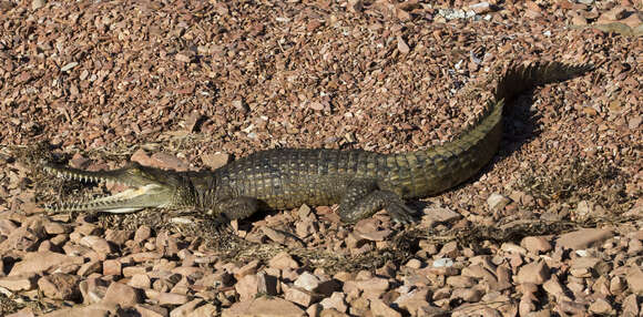 Image of Australian Freshwater Crocodile