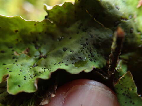 Image of British felt lichen