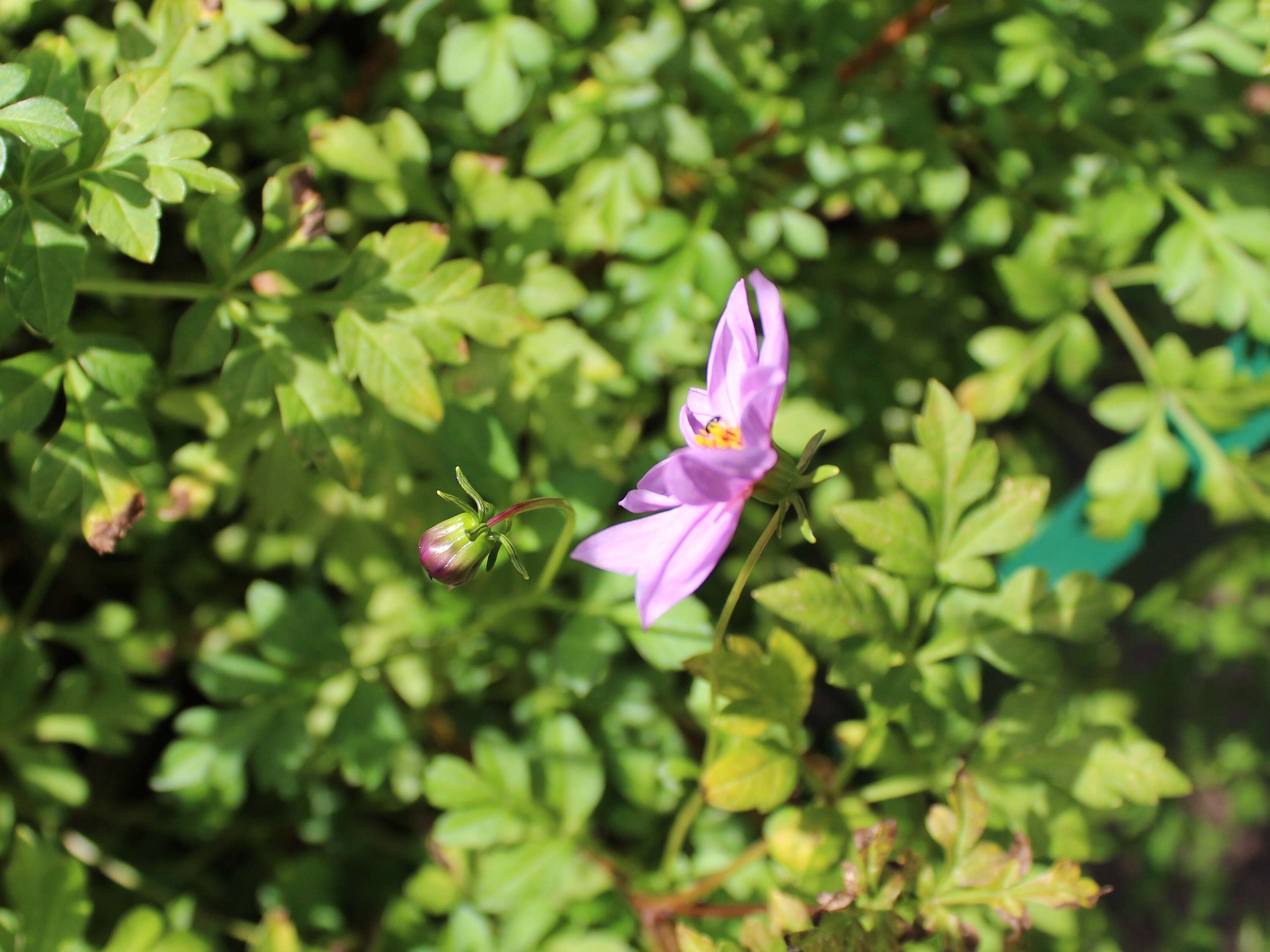 Image of Dahlia merckii Lehm.