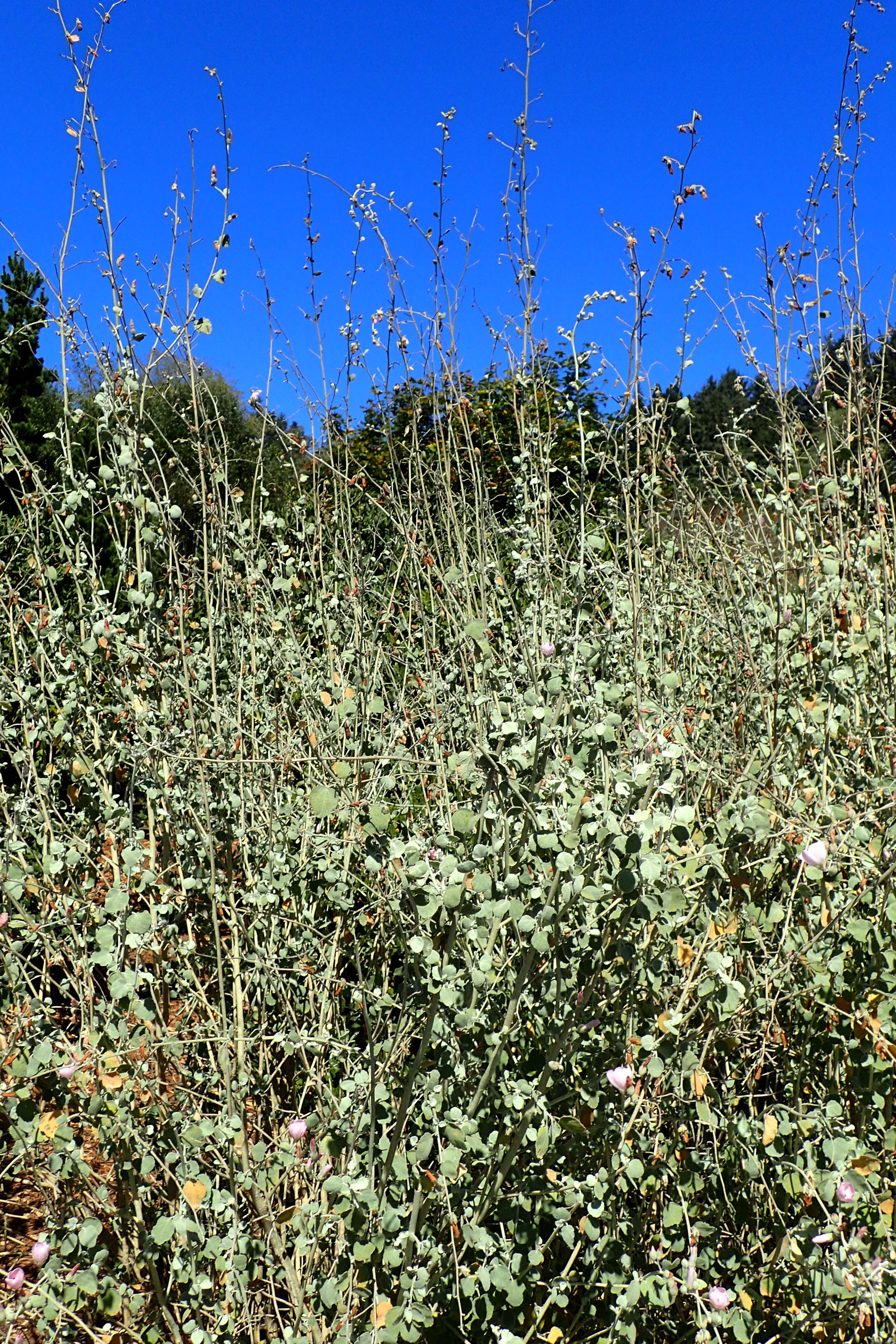 Image of Fremon's bushmallow