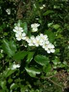 Image of Midland Hawthorn