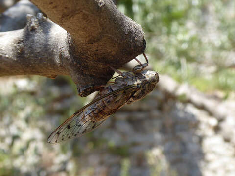 Image of Cicada orni Linnaeus 1758