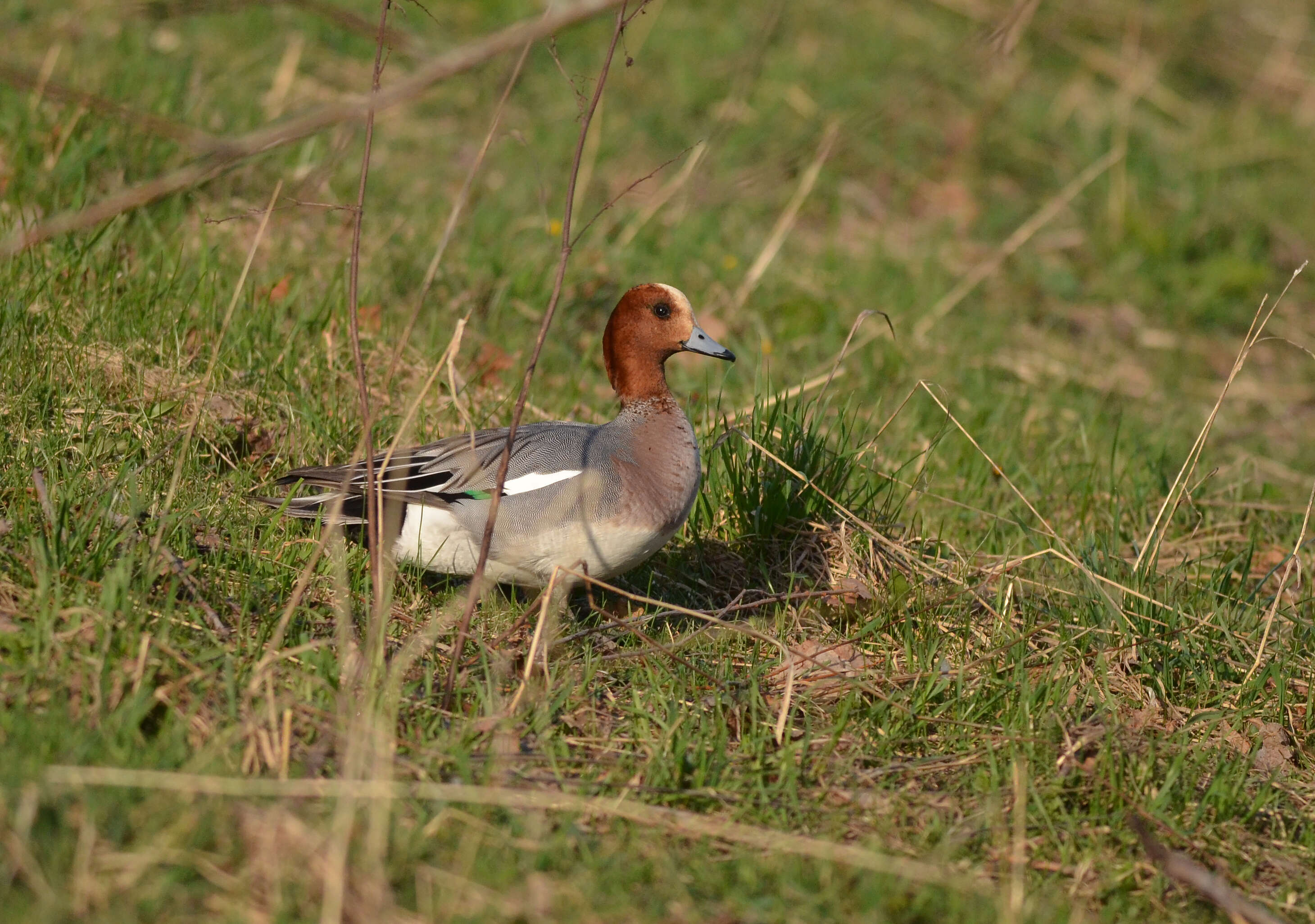 Image of Eurasian Wigeon