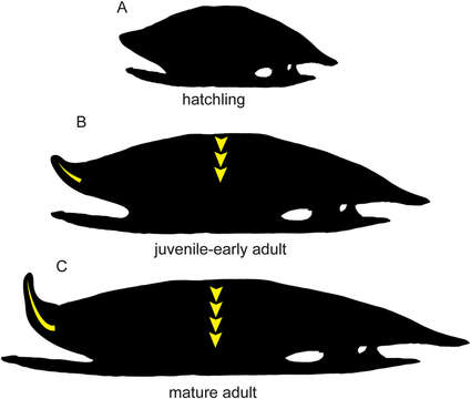 Image of Podocnemididae