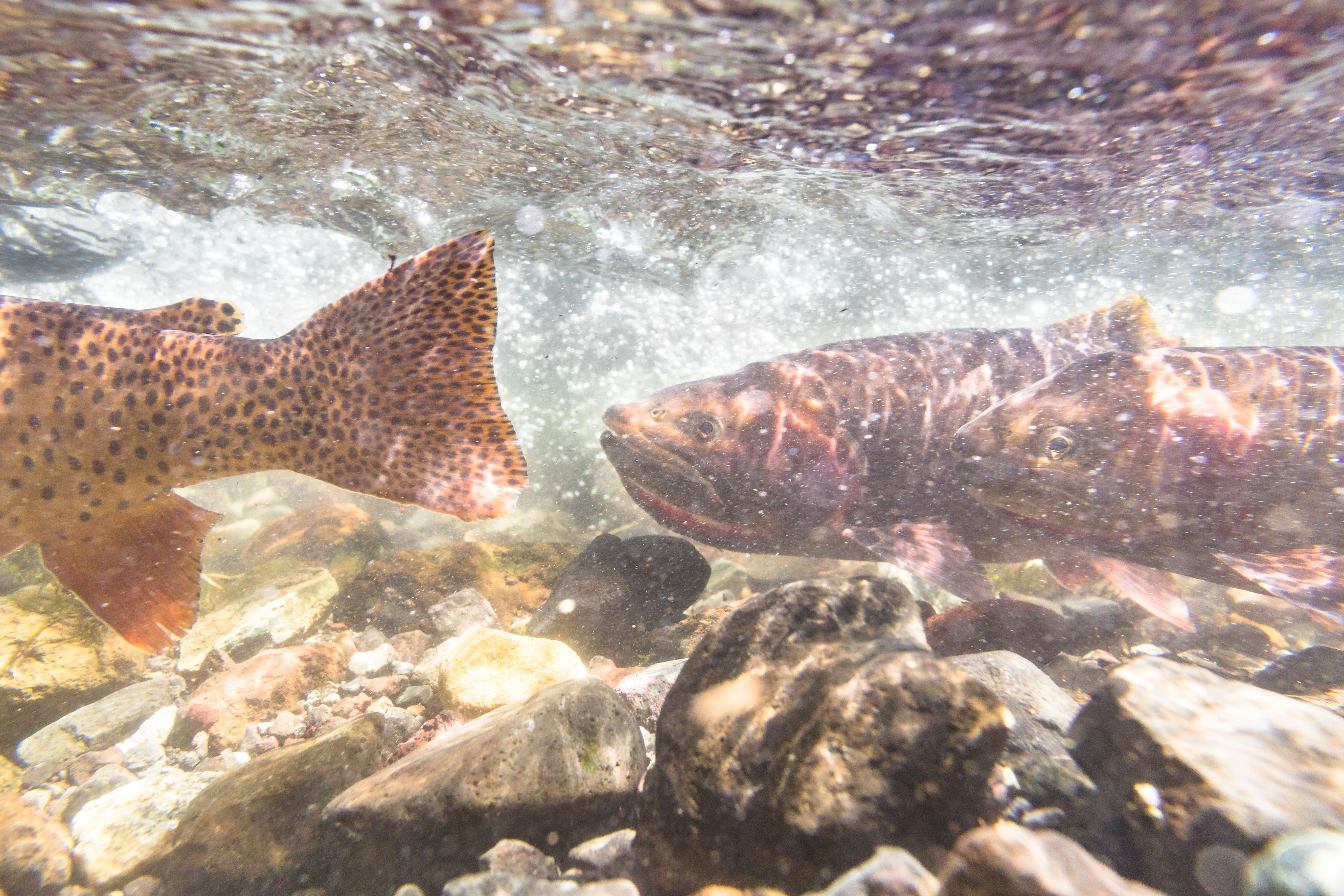 Image of Oncorhynchus clarkii bouvieri