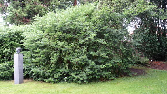 Plancia ëd Cephalotaxus harringtonii (Knight ex J. Forbes) K. Koch